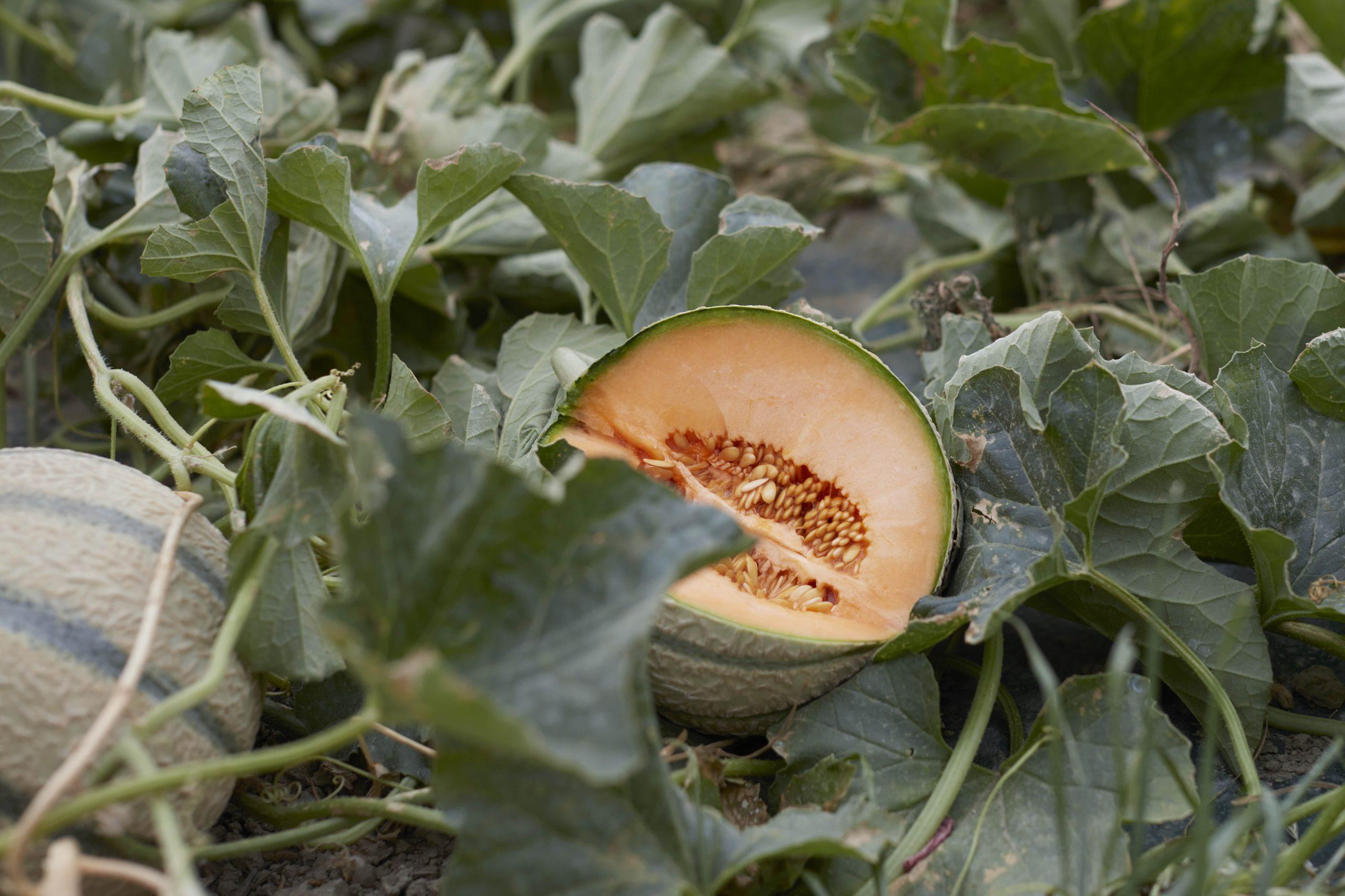 A celebration of the traditions and tastes of French cooking. A love letter to the growers and places of France.